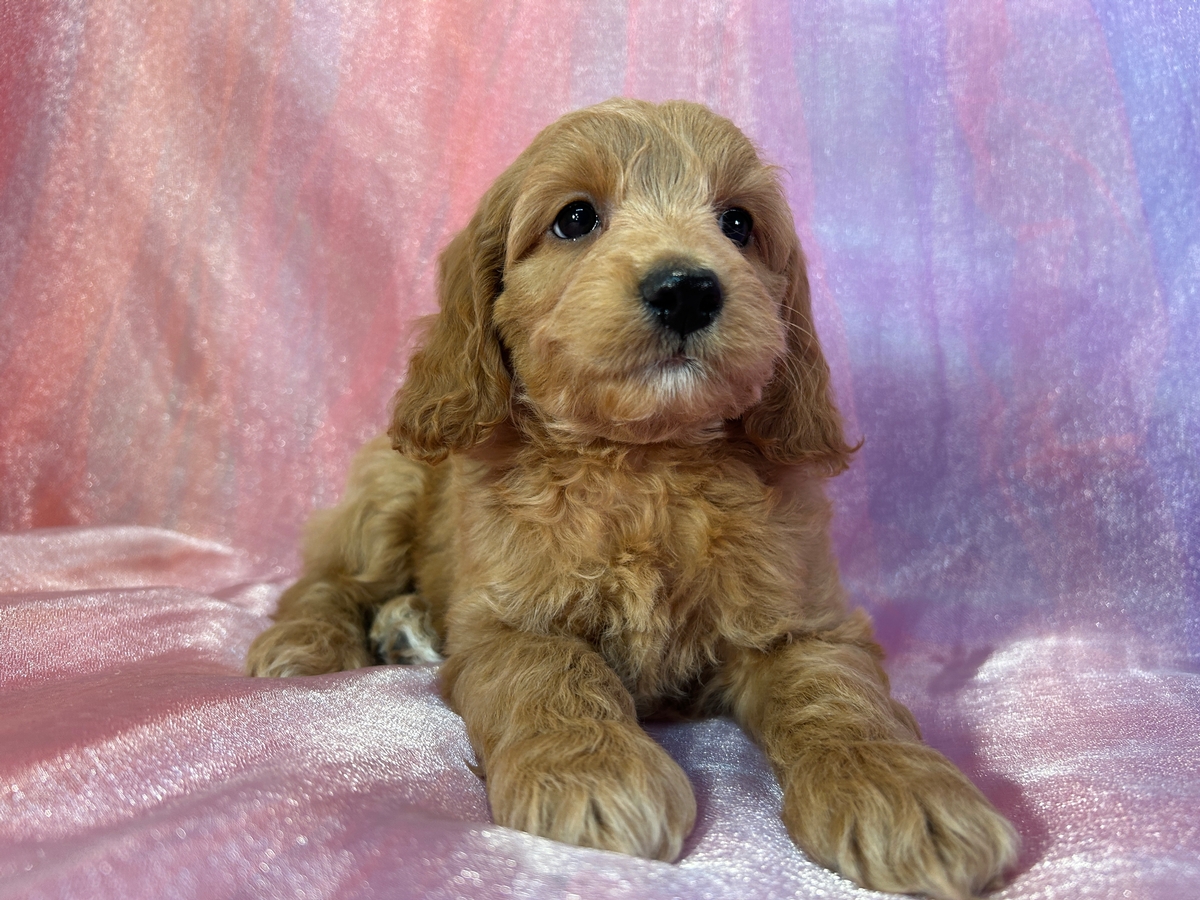 Male Cockapoo Puppy for Sale DOB 10-2-2023 $1200 